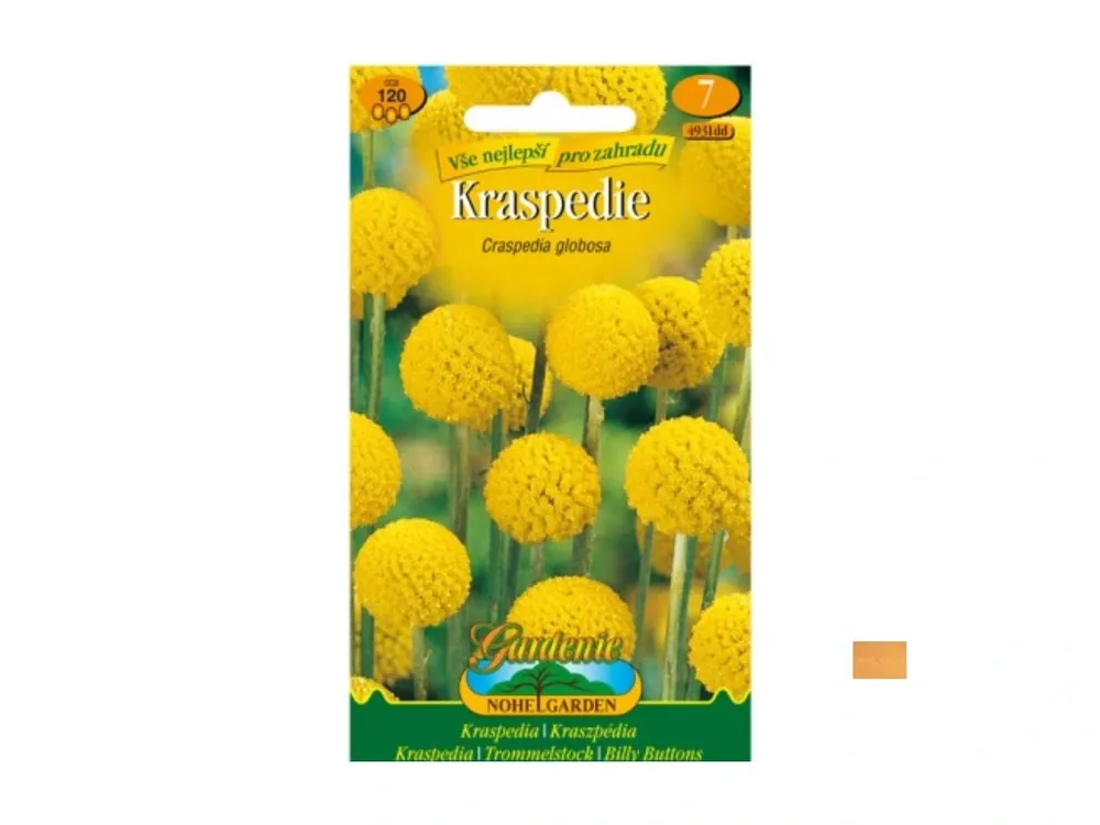 craspedia globosa